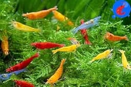 Generic Shrimp Up Aquatics™ 20+ Mixed Color Neocaridina Shrimp Live Freshwater Aquarium Inverts Live Arrival! Mixed