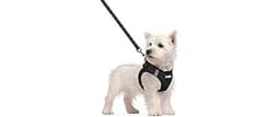 rabbitgoo Dog Harness Small Sized and Leash Set, Step in Soft Light Puppy Vest, Breathable Mesh Pet Harness, Reflecti...