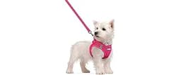 rabbitgoo Dog Harness Small Sized and Leash Set, Step in Soft Light Puppy Vest, Breathable Mesh Pet Harness, Reflecti...