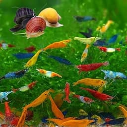 Swimming Creatures™ Freshwater Aquarium Shrimp - A Perfect Combo to Brighten Your Aquarium! (20 Mixed + 1 Mystery Snail)