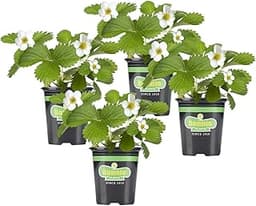 Bonnie Plants Strawberry, Live Plant, 19.3 oz. (4-Pack)