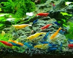 Live Shrimp 20 Mixed Color Neocaridina Shrimp Live Freshwater Aquarium Inverts