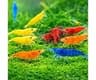 Seam Oasis 15+ Mixed Color High Grade Neocaridina Live Freshwater Shrimps for Aquarium Bignner Friendly Neocardina Sh...