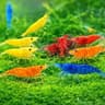 15+ Mixed Color High Grade Neocaridina Live Freshwater Shrimps for Aquarium Bignner Friendly Neocardina Shrimps Fully...