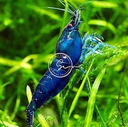 Swimming Creatures™ Premium Neocaridina Shrimp – Freshwater Aquarium Shrimp (20, Premium Blue Dream)