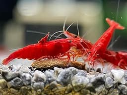 Las Vegas Exotic Fish™ 20 High Grade Fire Red Cherry Shrimps Neocaridina Live Freshwater Shrimp Aquarium Inverts (Liv...