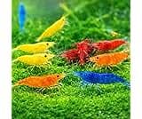 Seam Oasis 15+ Mixed Color High Grade Neocaridina Live Freshwater Shrimps for Aquarium Bignner Friendly Neocardina Sh...
